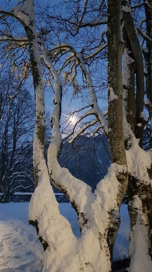 Locanda Ai Dogi Pieve di Cadore Eksteriør billede
